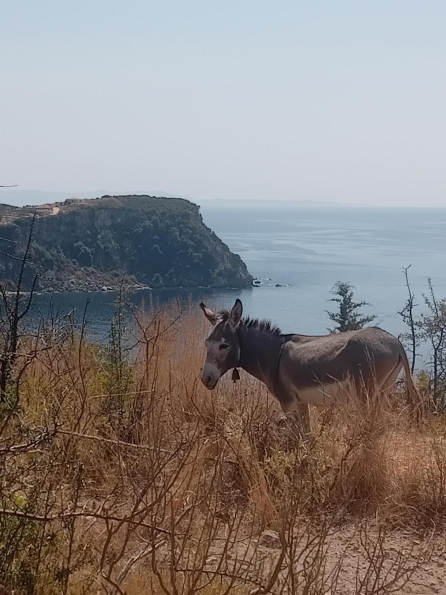 Paradise View 希马拉 外观 照片